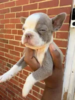 Ace, a male Boston Terrier for sale in Richmond, VA – 2 of 4