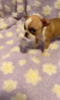 Wave, a female Boston Terrier for sale in Richmond, VA – 2 of 5