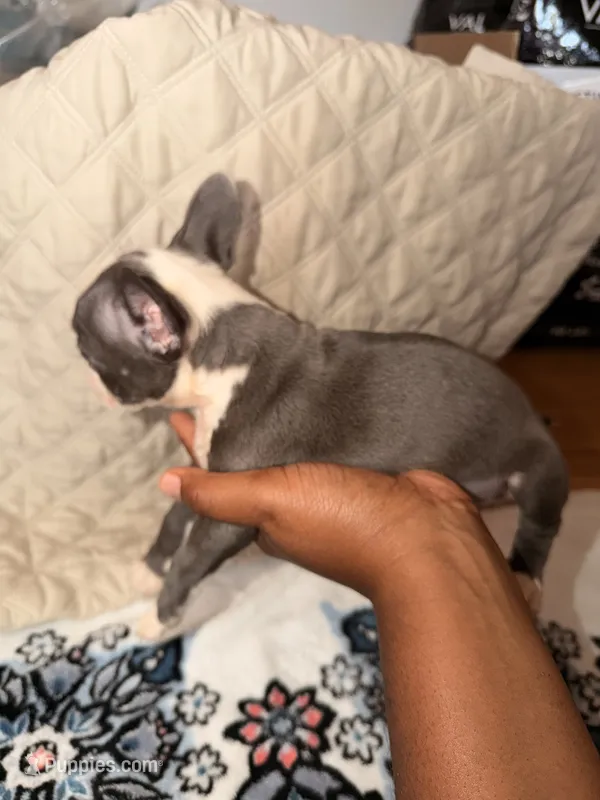 Stoned – Boston Terrier puppy for sale in Richmond, VA