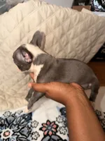 Stoned, a male Boston Terrier for sale in Richmond, VA – 1 of 2