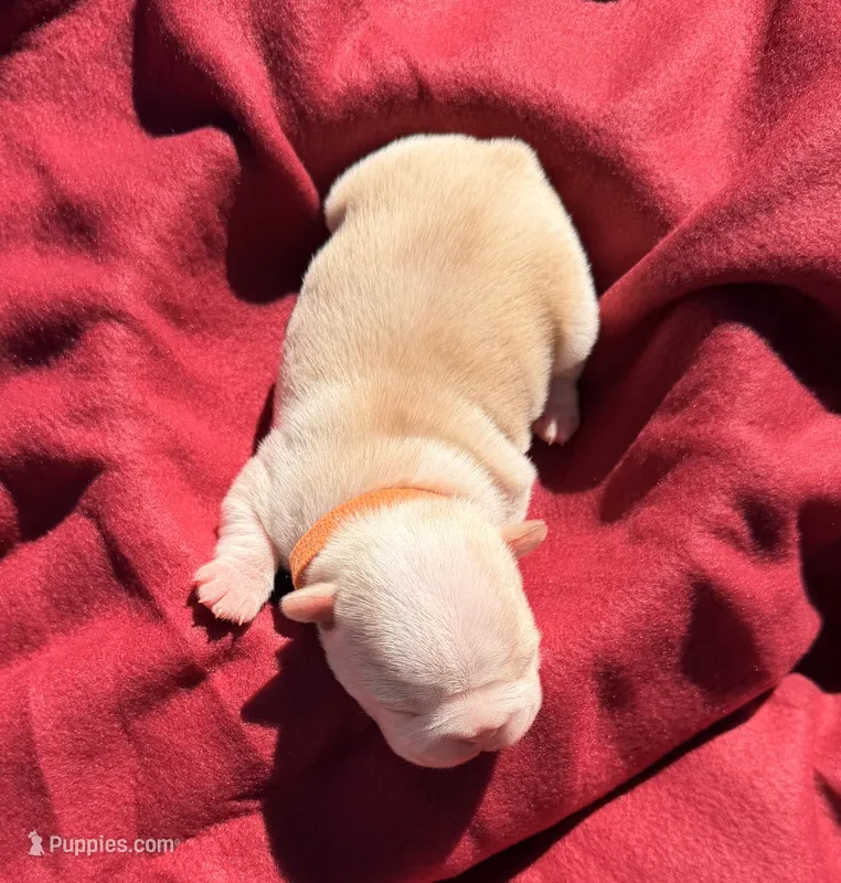 Orange collar  – Boston Terrier puppy for sale in Richmond, VA