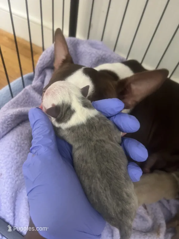 Bluey – Boston Terrier puppy for sale in Richmond, VA