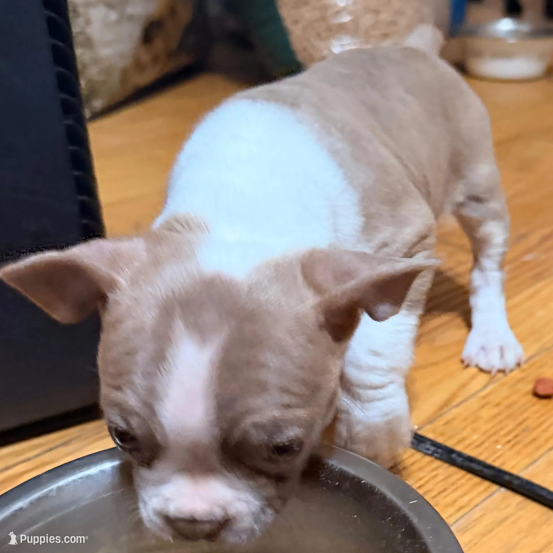 Big Mama, a female Boston Terrier for sale in Richmond, VA – Photo 3 of 3