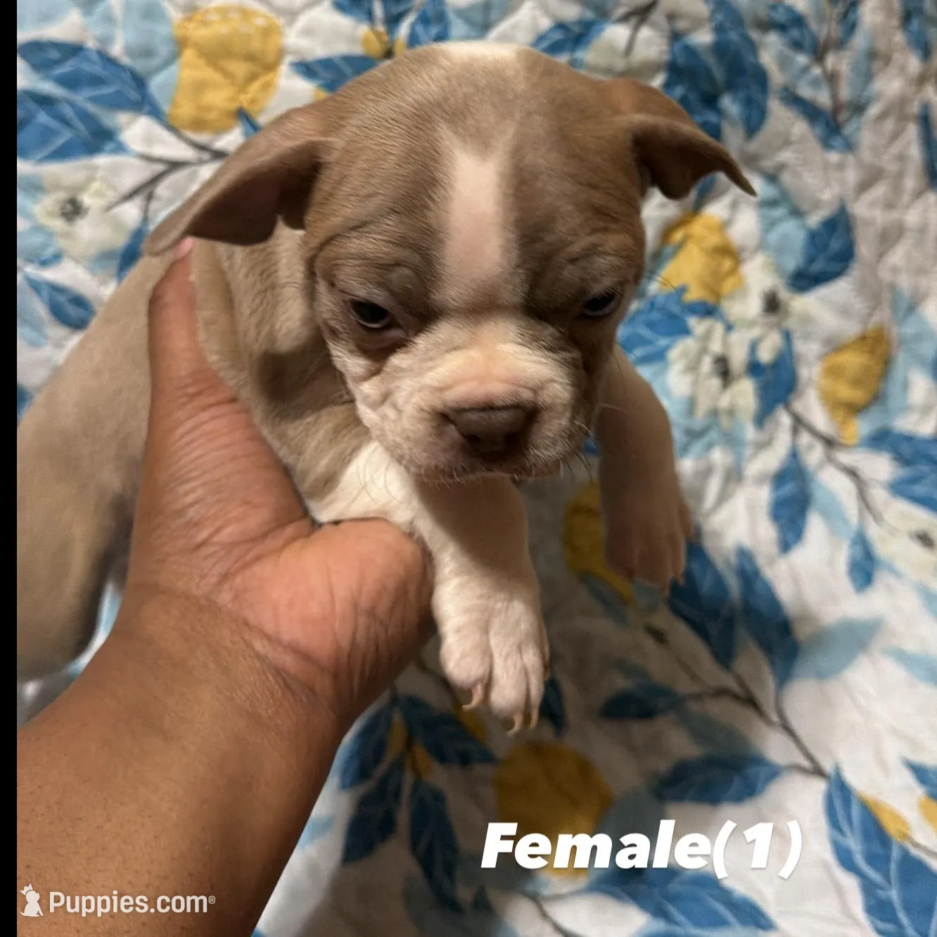 Big Mama, a female Boston Terrier for sale in Richmond, VA – Photo 2 of 3
