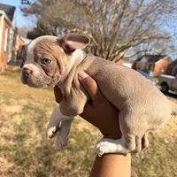 Big Mama, a female Boston Terrier for sale in Richmond, VA – Photo 1 of 3