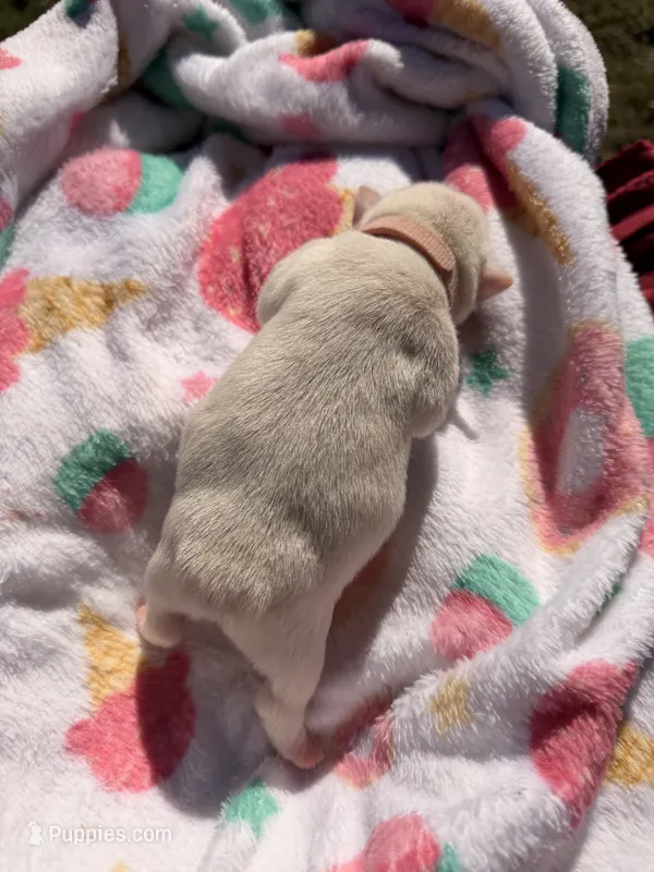 Pink collar – Boston Terrier puppy for sale in Richmond, VA