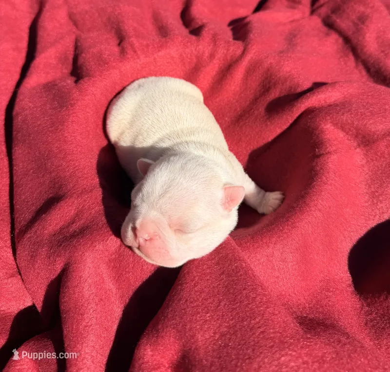 Blue collar  – Boston Terrier puppy for sale in Richmond, VA