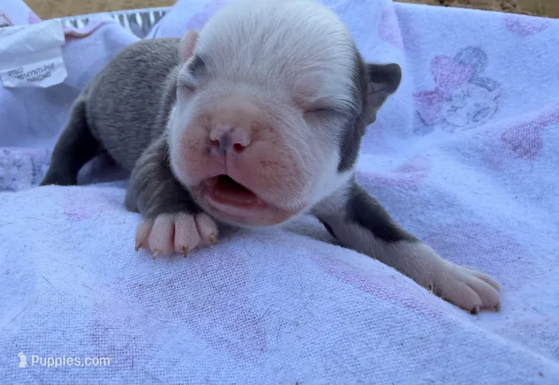 Eagle – Boston Terrier puppy for sale in Richmond, VA