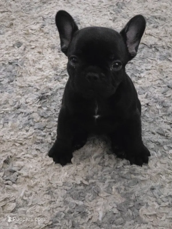 Littlefoot – French Bulldog puppy for sale in Sacramento, CA