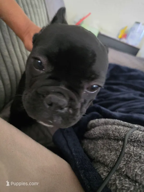 Bippo – French Bulldog puppy for sale in Sacramento, CA