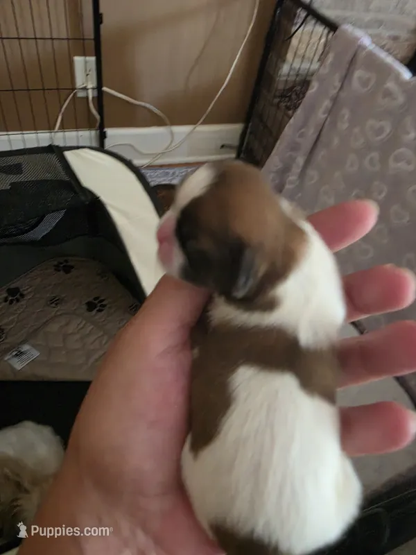 Puppy 3 – Shih Tzu puppy for sale in Spencerport, NY