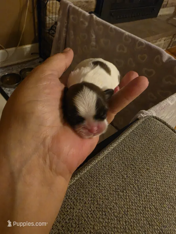 Puppy 1 – Shih Tzu puppy for sale in Spencerport, NY