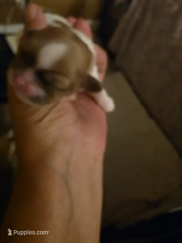Puppy 2 – Shih Tzu puppy for sale in Spencerport, NY