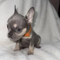 Orange, a female French Bulldog for sale in Palm Springs, CA – Photo 5 of 7