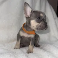 Orange, a female French Bulldog for sale in Palm Springs, CA – Photo 3 of 7