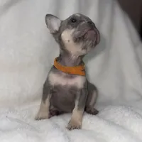 Orange, a female French Bulldog for sale in Palm Springs, CA – Photo 2 of 7