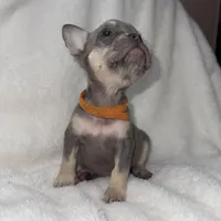 Orange, a female French Bulldog for sale in Palm Springs, CA – Photo 6 of 7