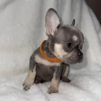 Orange, a female French Bulldog for sale in Palm Springs, CA – Photo 7 of 7