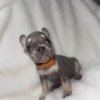 Orange, a female French Bulldog for sale in Palm Springs, CA – Photo 1 of 7