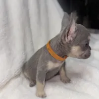 Orange, a female French Bulldog for sale in Palm Springs, CA – Photo 4 of 7