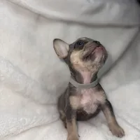 Grey, a female French Bulldog for sale in Palm Springs, CA – Photo 6 of 6