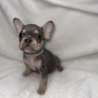 Grey, a female French Bulldog for sale in Palm Springs, CA – Photo 3 of 6