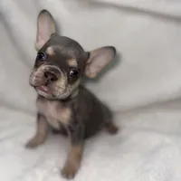 Grey, a female French Bulldog for sale in Palm Springs, CA – Photo 1 of 6