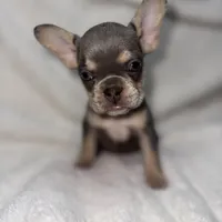 Grey, a female French Bulldog for sale in Palm Springs, CA – Photo 2 of 6