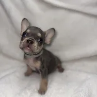 Grey, a female French Bulldog for sale in Palm Springs, CA – Photo 4 of 6