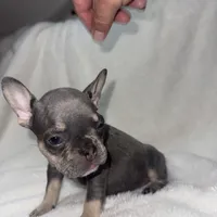 Brown, a female French Bulldog for sale in Palm Springs, CA – Photo 4 of 5