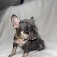 Brown, a female French Bulldog for sale in Palm Springs, CA – Photo 3 of 5