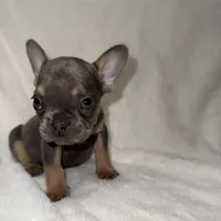 First born, a female French Bulldog for sale in Palm Springs, CA – Photo 1 of 4