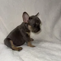 First born, a female French Bulldog for sale in Palm Springs, CA – Photo 3 of 4