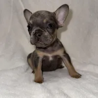 First born, a female French Bulldog for sale in Palm Springs, CA – Photo 2 of 4