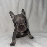 Blue, a male French Bulldog for sale in Palm Springs, CA – Photo 4 of 5