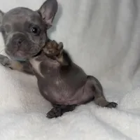 Blue, a male French Bulldog for sale in Palm Springs, CA – Photo 1 of 5