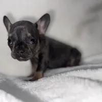 Runty, a female French Bulldog for sale in Palm Springs, CA – Photo 2 of 4