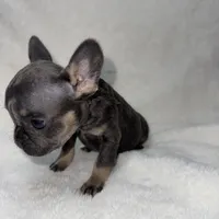 Runty, a female French Bulldog for sale in Palm Springs, CA – Photo 4 of 4