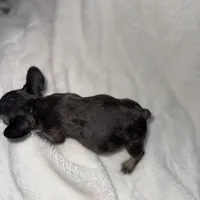 Runty, a female French Bulldog for sale in Palm Springs, CA – Photo 3 of 4