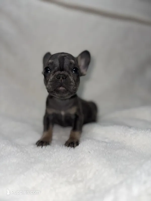 Runty – French Bulldog puppy for sale in Palm Springs, CA