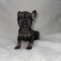 Runty, a female French Bulldog for sale in Palm Springs, CA – Photo 1 of 4