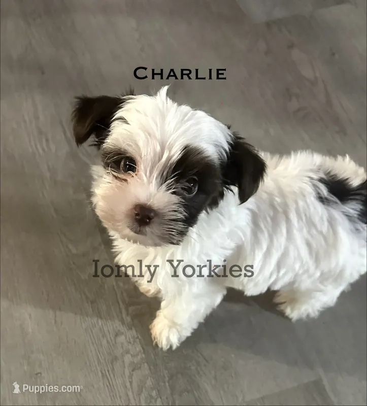 Charlie REDUCED – Yorkshire Terrier puppy for sale in Amherst, VA