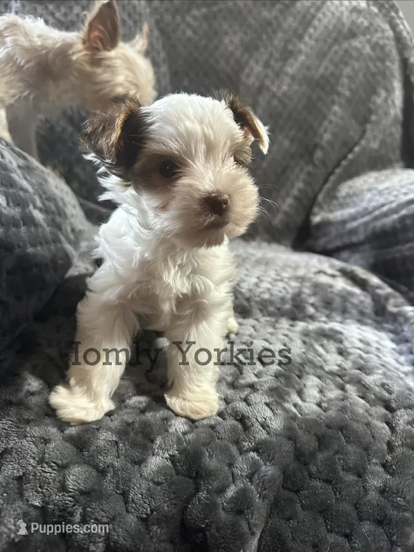 Trouble  – Yorkshire Terrier puppy for sale in Amherst, VA