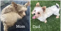 Parti Boy 1, a male Yorkshire Terrier for sale in Amherst, VA – 4 of 4