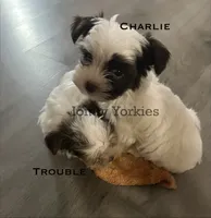 Charlie REDUCED, a male Yorkshire Terrier for sale in Amherst, VA – 2 of 4