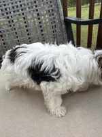 Trouble REDUCED, a male Yorkshire Terrier for sale in Amherst, VA – 4 of 6