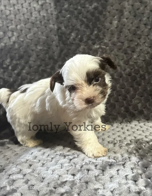 Charlie  – Yorkshire Terrier puppy for sale in Amherst, VA