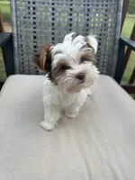 Trouble REDUCED, a male Yorkshire Terrier for sale in Amherst, VA – 1 of 6