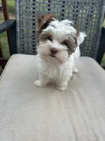 Trouble REDUCED, a male Yorkshire Terrier for sale in Amherst, VA – 2 of 6
