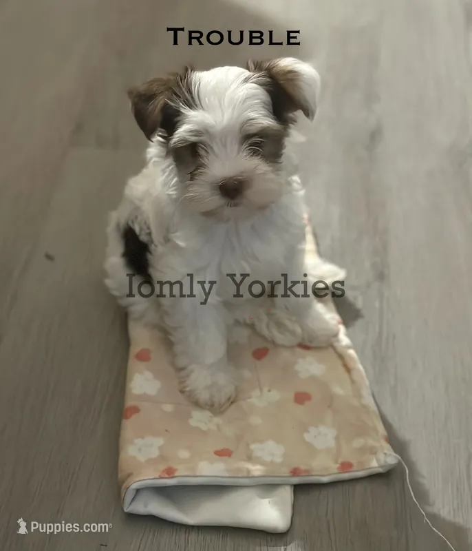 Trouble REDUCED – Yorkshire Terrier puppy for sale in Amherst, VA